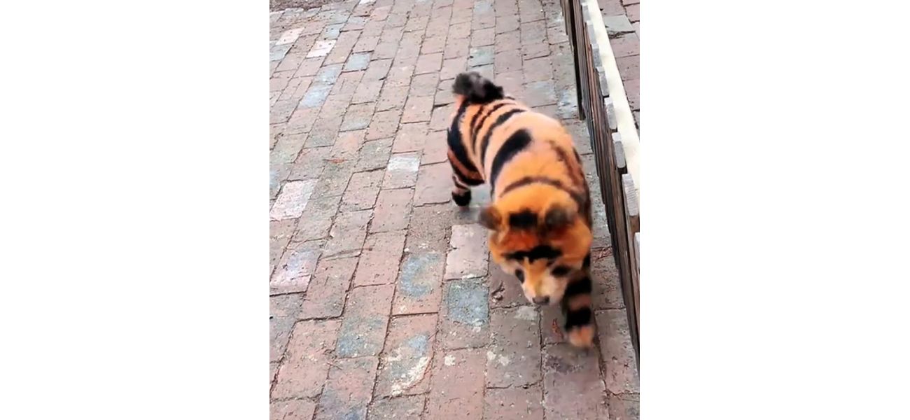Chinese zoo's tigers are actually painted Chow Chows making barking noises.
