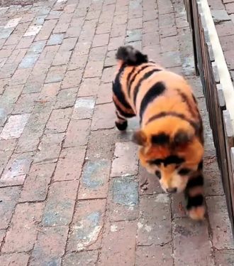 Chinese zoo's tigers are actually painted Chow Chows making barking noises.
