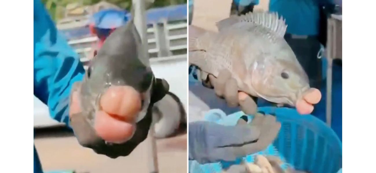 A fish with plump lips is ready for a close-up photo.