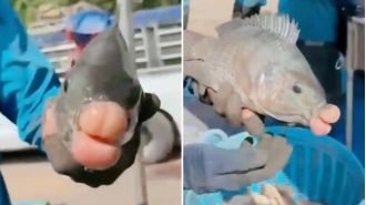 A fish with plump lips is ready for a close-up photo.