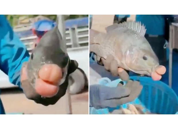 A fish with plump lips is ready for a close-up photo.