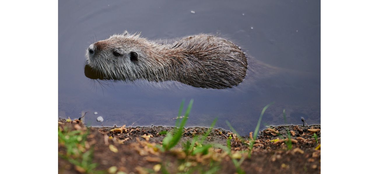Huge rodents are causing trouble in Prague - how did they arrive?