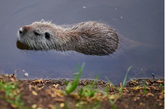 Huge rodents are causing trouble in Prague - how did they arrive?