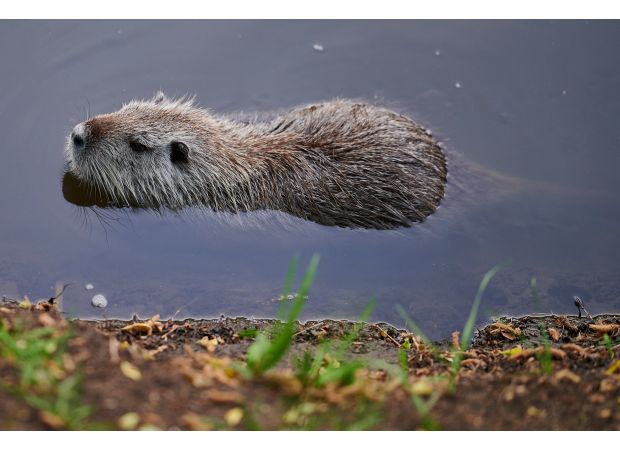 Huge rodents are causing trouble in Prague - how did they arrive?