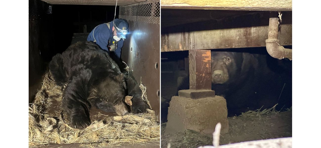 A man discovers a bear too large to sedate hiding under his home following Los Angeles wildfires.