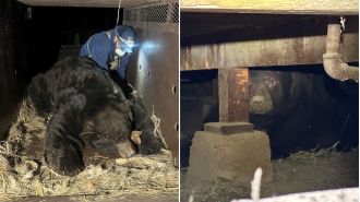 A man discovers a bear too large to sedate hiding under his home following Los Angeles wildfires.