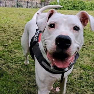 A deaf dog is taught sign language to increase chances of being adopted.