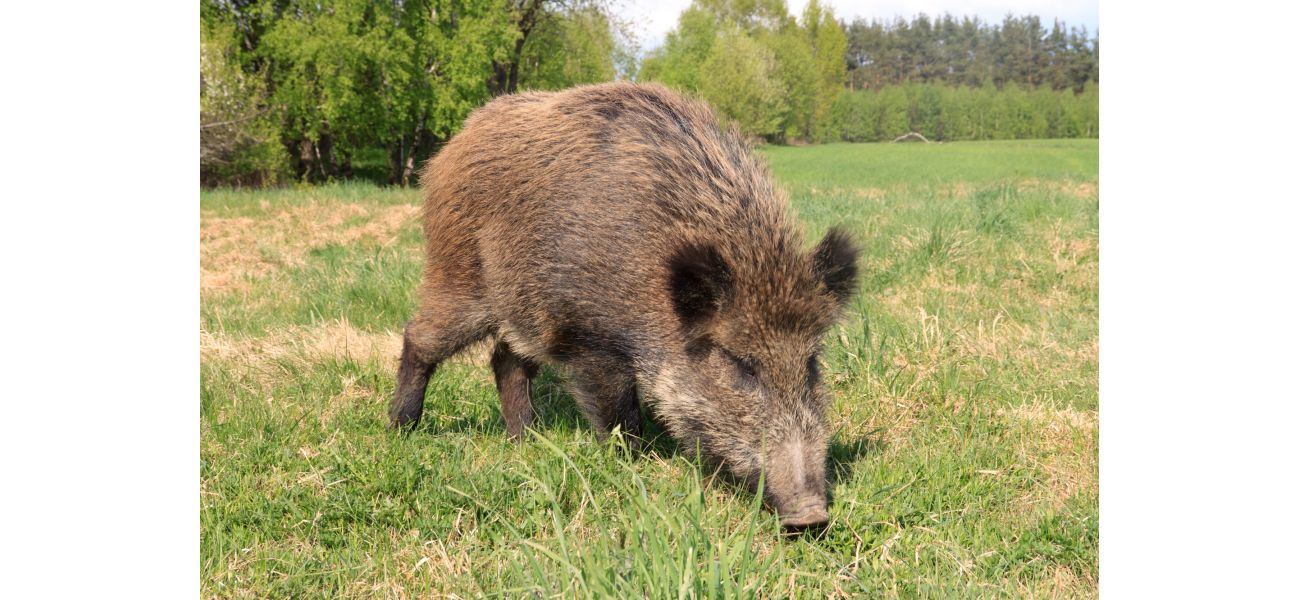 Feral pigs have been released illegally in a national park, causing them to roam freely.