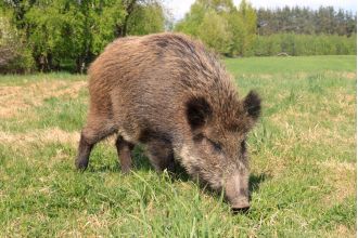 Feral pigs have been released illegally in a national park, causing them to roam freely.
