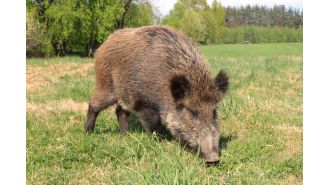 Feral pigs have been released illegally in a national park, causing them to roam freely.