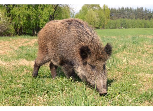Feral pigs have been released illegally in a national park, causing them to roam freely.
