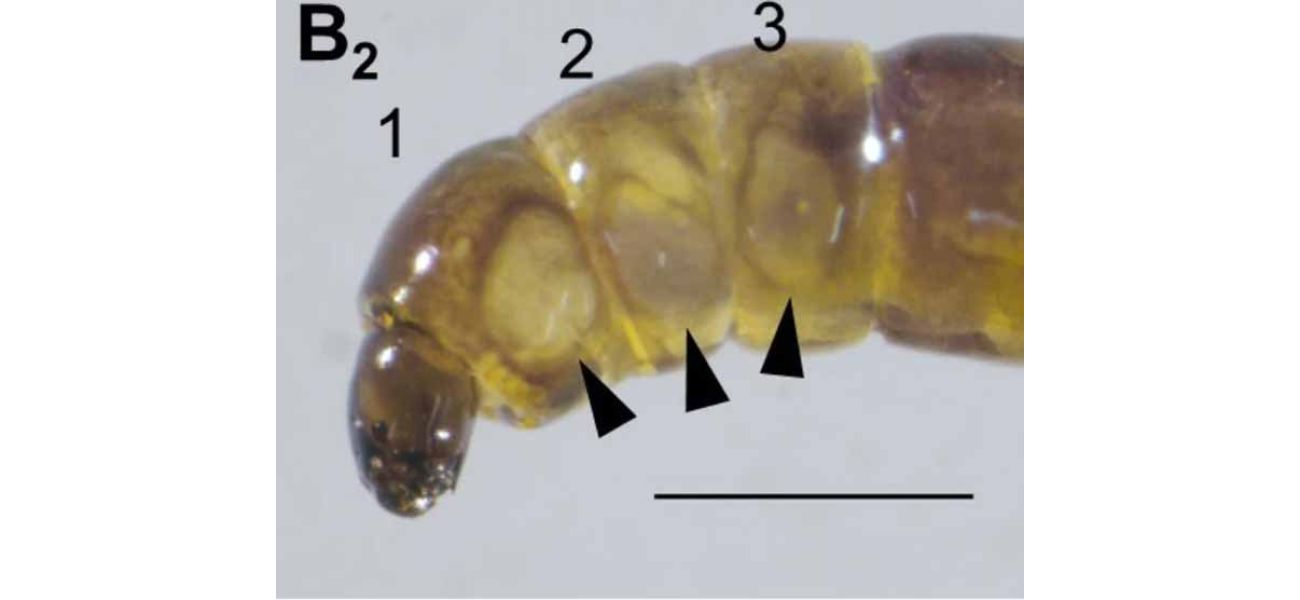 Antarctica's sole native insect may reveal insights for long-distance space exploration.