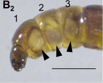 Antarctica's sole native insect may reveal insights for long-distance space exploration.