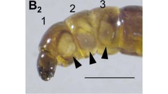 Antarctica's sole native insect may reveal insights for long-distance space exploration.