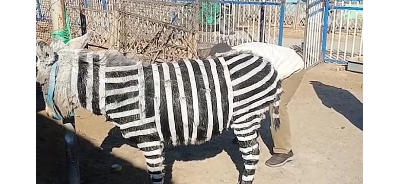 A zoo is facing backlash for using painted donkeys as zebras.