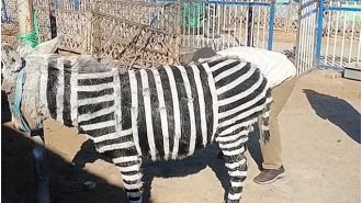 A zoo is facing backlash for using painted donkeys as zebras.