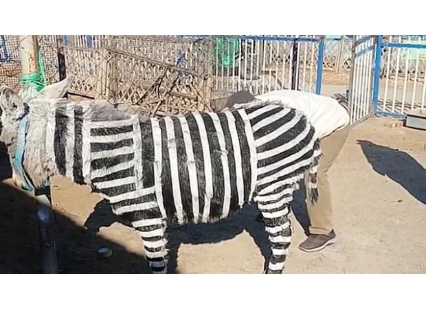 A zoo is facing backlash for using painted donkeys as zebras.