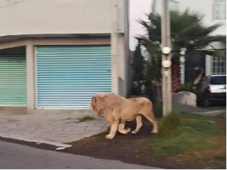 A courageous stranger strolls with runaway lion in town after it flees from zoo.