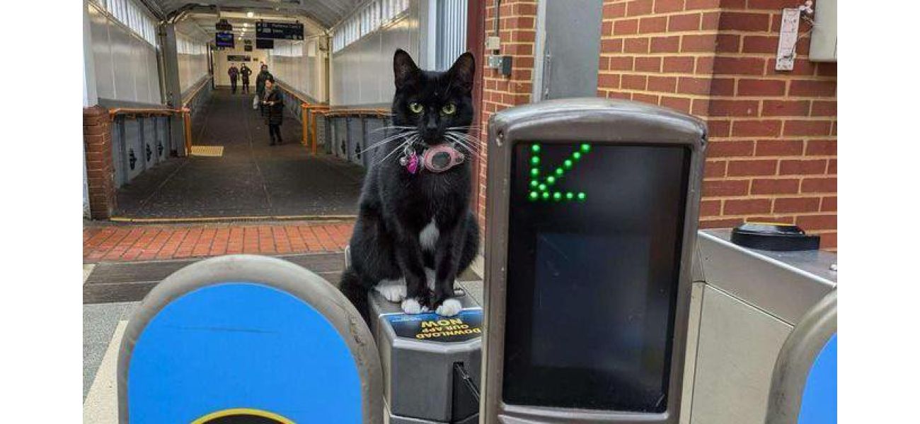 A daring feline takes an unsupervised train ride to London just for fun.