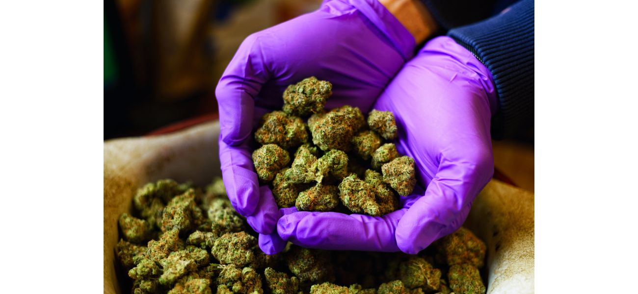 Drug dealer allowed to remain in UK after making strange pledge.
