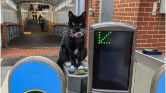 A daring feline takes an unsupervised train ride to London just for fun.