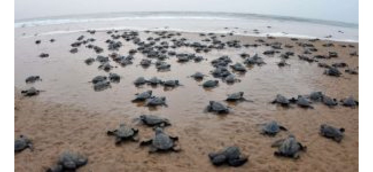 Over 680,000 Olive Ridley Turtles have arrived at Odisha's Rushikulya beach to lay eggs.
