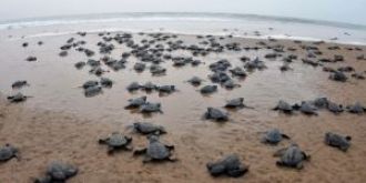 Over 680,000 Olive Ridley Turtles have arrived at Odisha's Rushikulya beach to lay eggs.