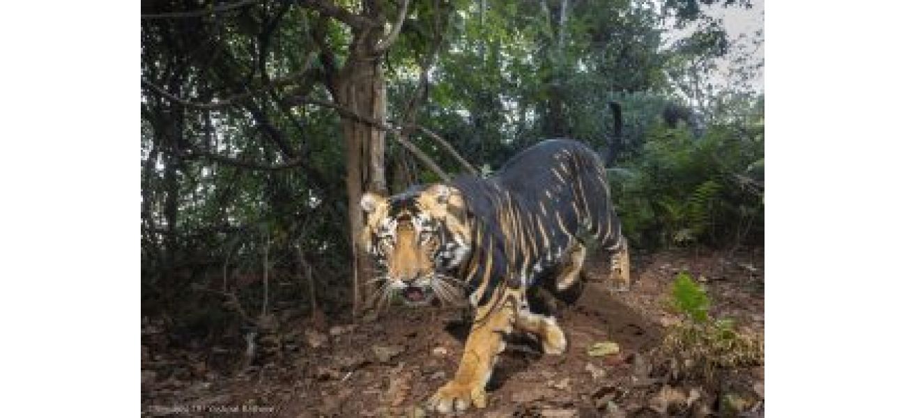 Predicted increase in number of tigers in Similipal by 2030, surpassing 60 individuals.