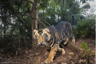 Predicted increase in number of tigers in Similipal by 2030, surpassing 60 individuals.