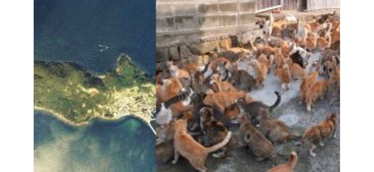This island has a cat-to-human ratio of 36:1, do you know why?