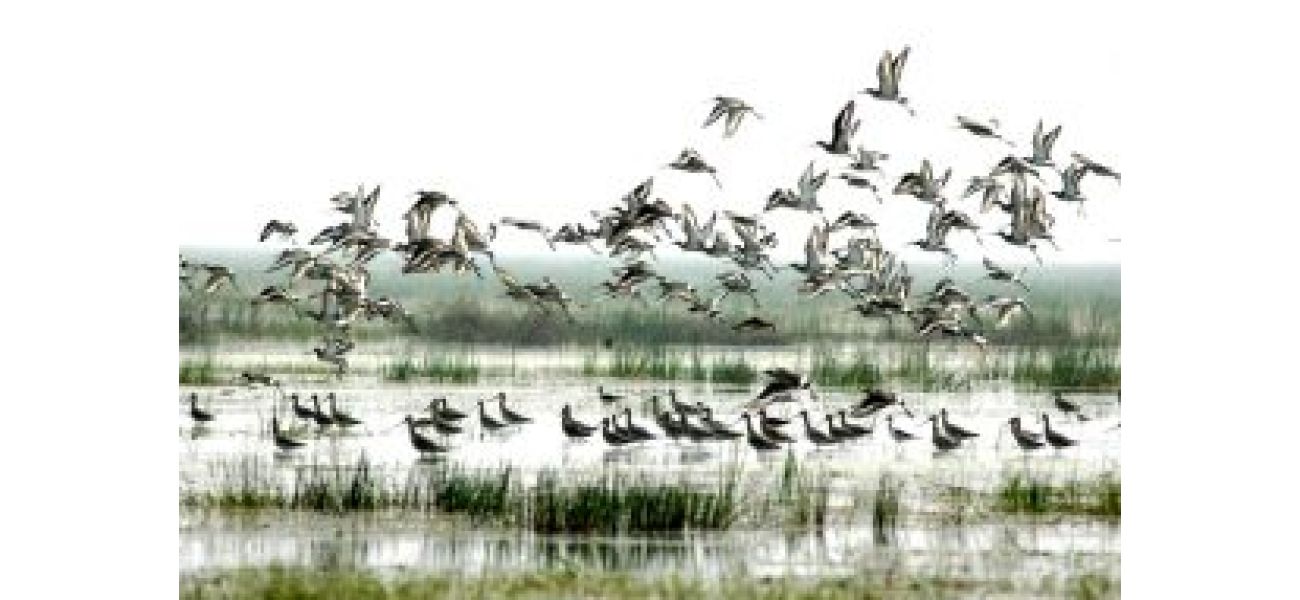 Birds are leaving Odisha's Bhitarkanika sooner than expected due to warmer weather, according to an official. 

Birds are leaving Bhitarkanika, Odisha earlier than usual due to higher temperatures, says official.