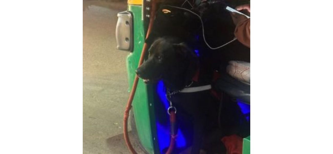 Dog stays with taxi driver, touching post gains love.