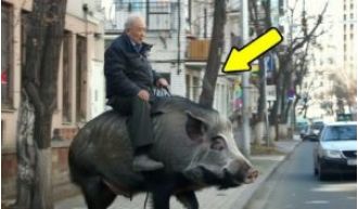Elderly man gets bored and encounters a wild boar in a popular online video.