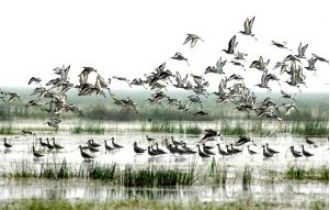 Birds are leaving Odisha's Bhitarkanika sooner than expected due to warmer weather, according to an official. 

Birds are leaving Bhitarkanika, Odisha earlier than usual due to higher temperatures, says official.