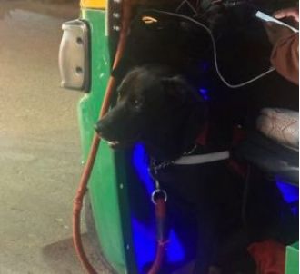 Dog stays with taxi driver, touching post gains love.