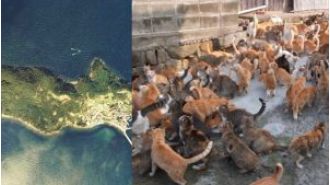 This island has a cat-to-human ratio of 36:1, do you know why?