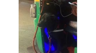 Dog stays with taxi driver, touching post gains love.