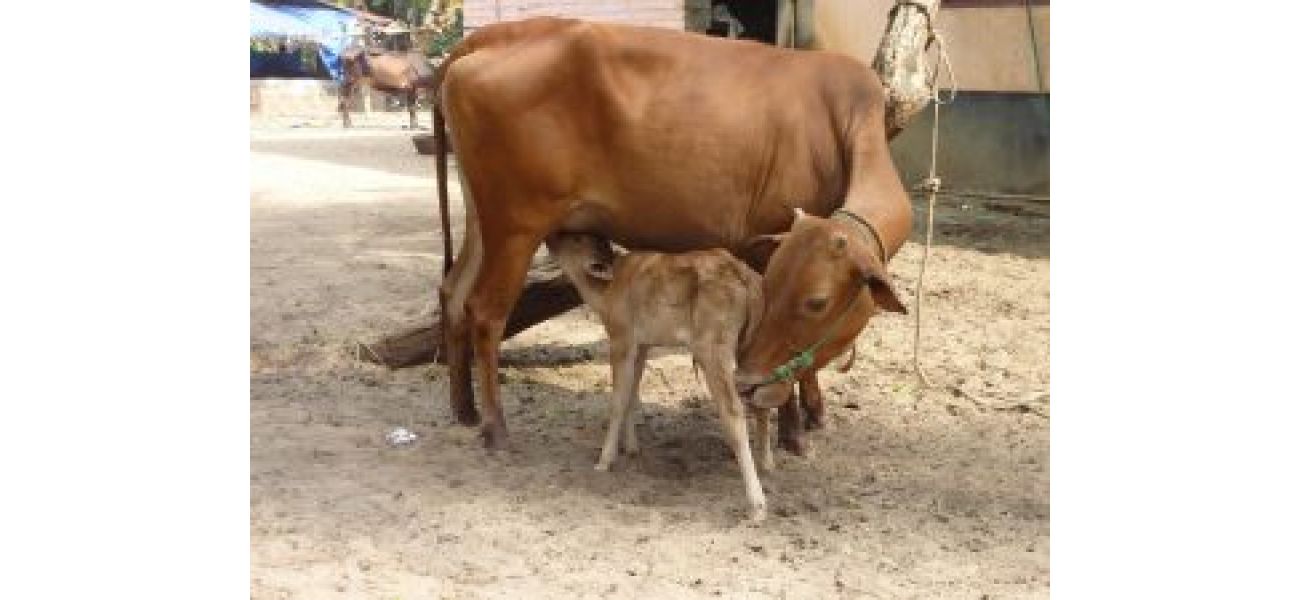 Livestock in Odisha to receive free healthcare and vaccination from state government.