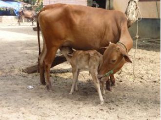 Livestock in Odisha to receive free healthcare and vaccination from state government.