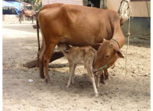 Livestock in Odisha to receive free healthcare and vaccination from state government.