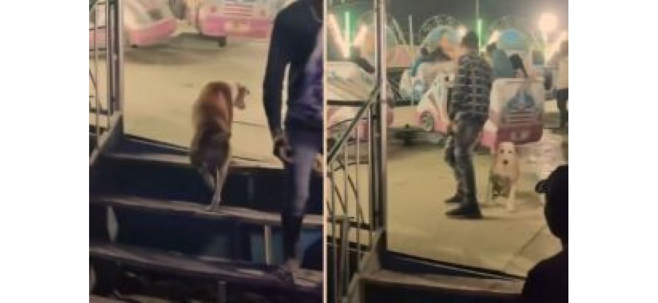 A street dog surprises onlookers by jumping onto a break-dance ride for a free spin. Video goes viral.