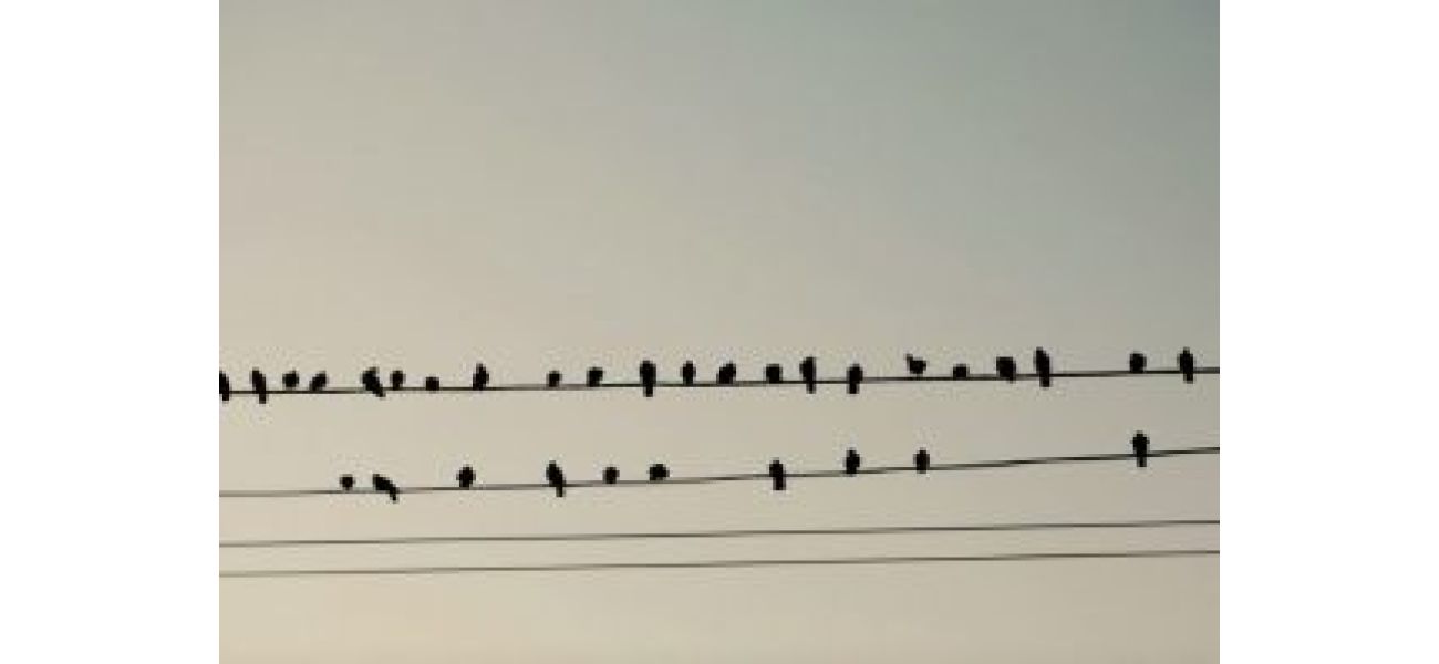 Birds can perch on electric wires without getting electrocuted, but the reason why may surprise you!