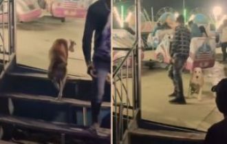 A street dog surprises onlookers by jumping onto a break-dance ride for a free spin. Video goes viral.