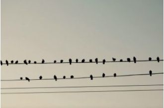 Birds can perch on electric wires without getting electrocuted, but the reason why may surprise you!