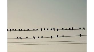 Birds can perch on electric wires without getting electrocuted, but the reason why may surprise you!