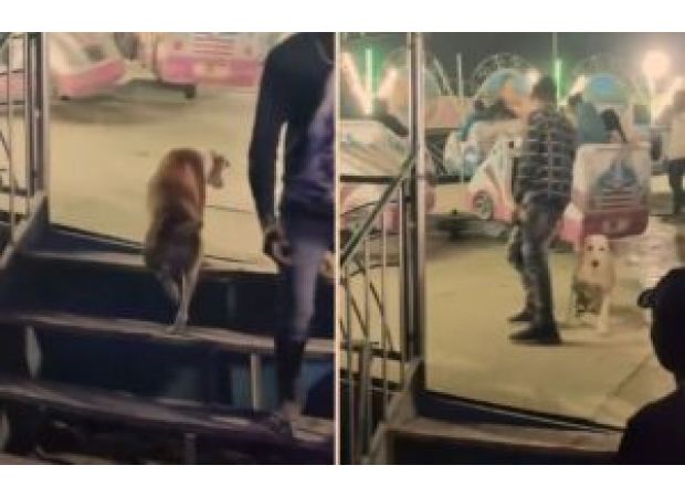A street dog surprises onlookers by jumping onto a break-dance ride for a free spin. Video goes viral.