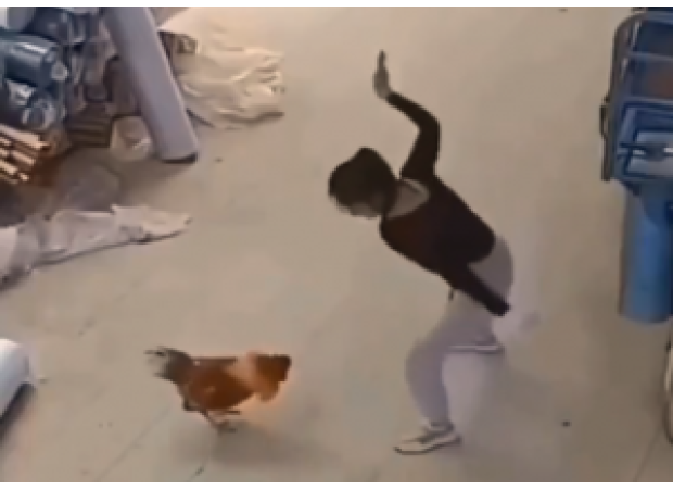 In viral video, woman slaps rooster attacking her! Chicken learns lesson.