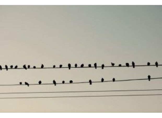 Birds can perch on electric wires without getting electrocuted, but the reason why may surprise you!