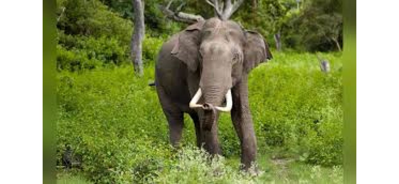 An elephant kills a man by stamping on him.