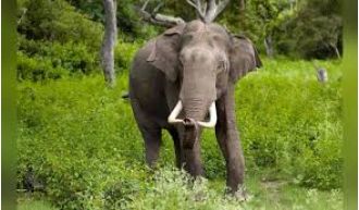 An elephant kills a man by stamping on him.